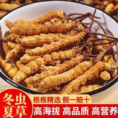 源头产地西藏那曲新货冬虫夏草礼盒装虫草断草无硫干货散装材