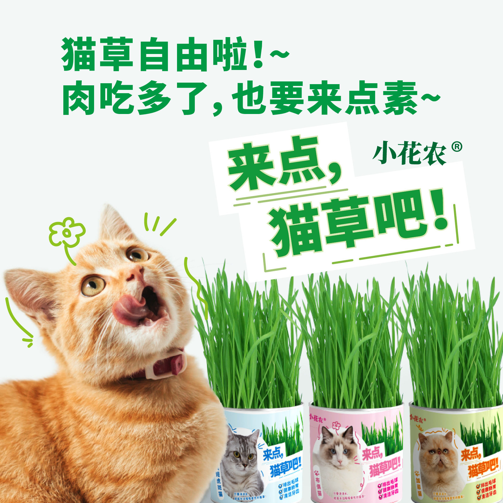 薄荷植物室内盆栽猫薄荷猫草图片