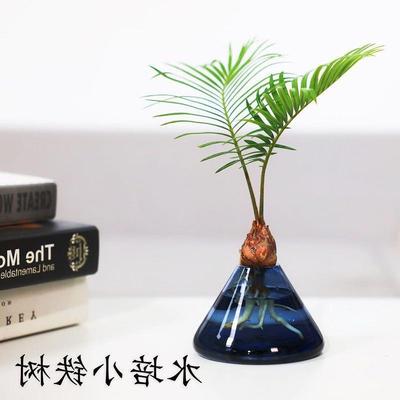 新款新品水培小铁树茶几办公桌好看摆件自家种植好养绿植盆栽袖珍