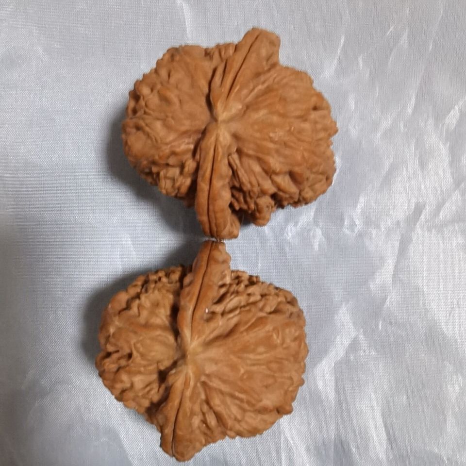 新款文玩核桃闷尖白狮子狮子头三棱四棱白狮子球连白狮子咨询后下_虎窝淘