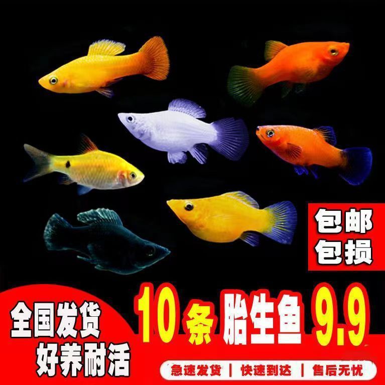 速发玛丽鱼胎生鱼观赏小鱼可繁殖小鱼下崽狂魔观赏鱼宠物鱼淡水