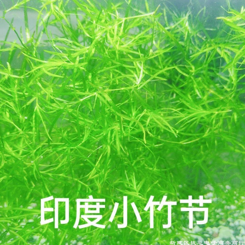 新款印度小竹节竹节草真水草水族箱鱼缸造景观赏新手懒人阴性水草