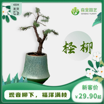 柽柳盆栽怪柳盆景三春柳观音柳阳台庭院绿植花卉老桩熟桩生桩盆栽