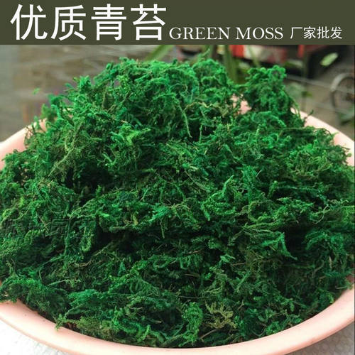 青苔盆景铺面青苔微观装饰