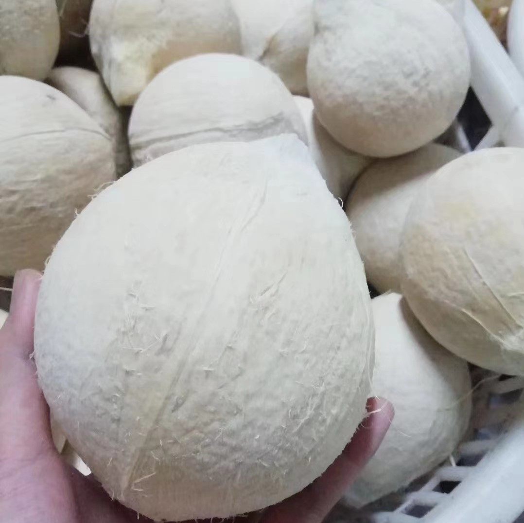 海南牛奶椰皇新鲜当季水果椰青椰汁椰白老椰子肉椰奶冻包邮孕妇