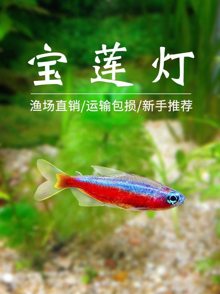 新款巴西进口宝莲灯鱼观赏鱼热带鱼淡水鱼灯科鱼活体草缸鱼群游小