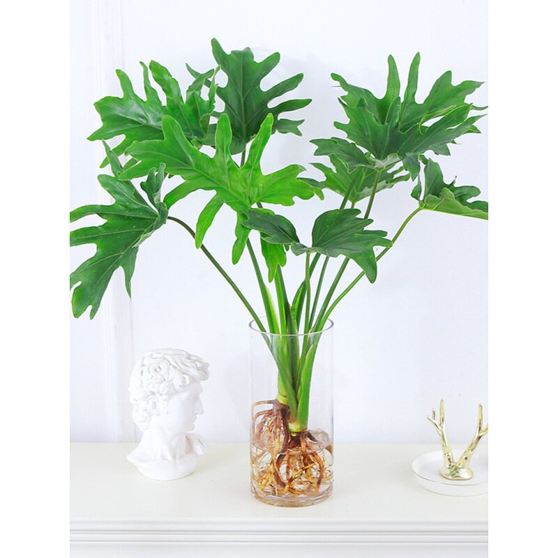 水培春羽植物盆栽蔓绿绒室内春雨绿植常青好养办公桌面净化空气