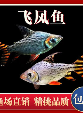 新款热带观赏鱼直纹飞凤鱼苗活体金凤银凤泰国鲫中层吃垃圾鱼龙鱼