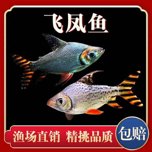 新款热带观赏鱼直纹飞凤鱼苗活体金凤银凤泰国鲫中层吃垃圾鱼龙鱼