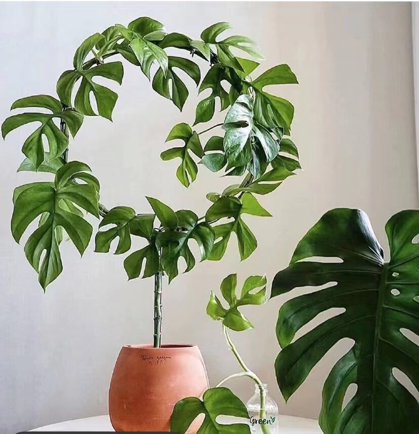 伴兮 姬龟背飞来凤圆叶龟背竹室内耐阴爬藤垂藤植物绿植盆栽水培