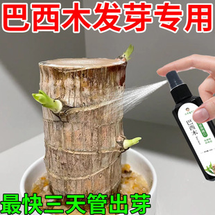 巴西木营养液专业型养花肥料幸运木水培水养植物肥料家用盆栽通用