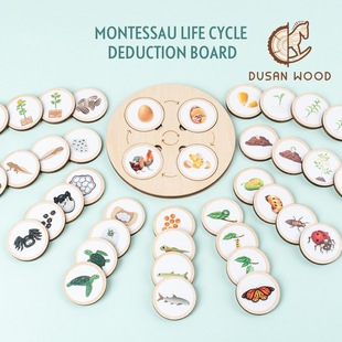 木制蒙台梭利生命周期托盘动植物生命周期变化拼图启蒙教育玩具