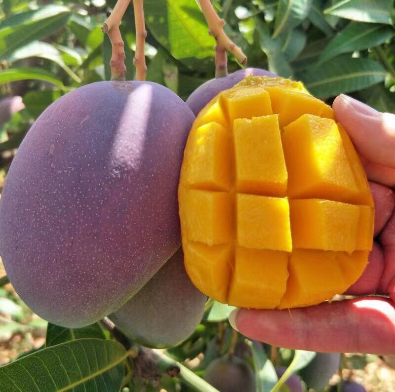 彩虹芒果核小无丝包邮