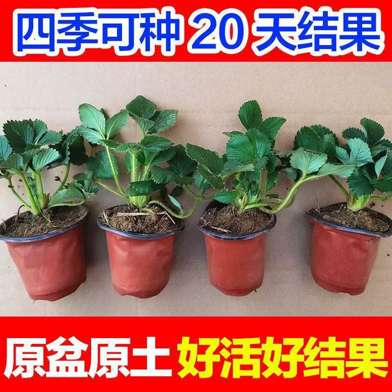 草莓苗双色杯苗带盆带土四季阳台室内外南北方草莓秧盆栽当年结果