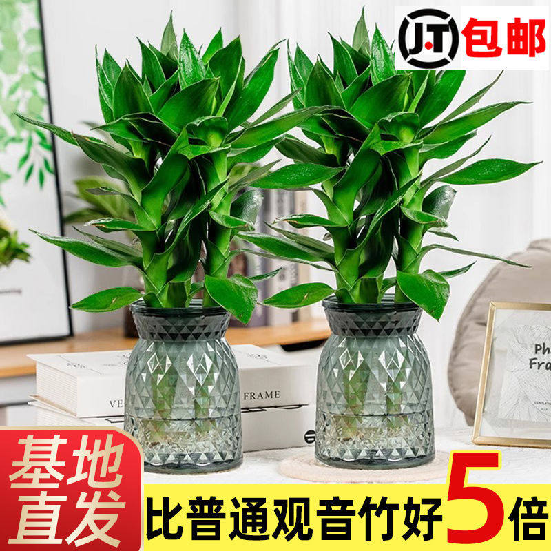 观音竹富贵竹绿植水培植物水养