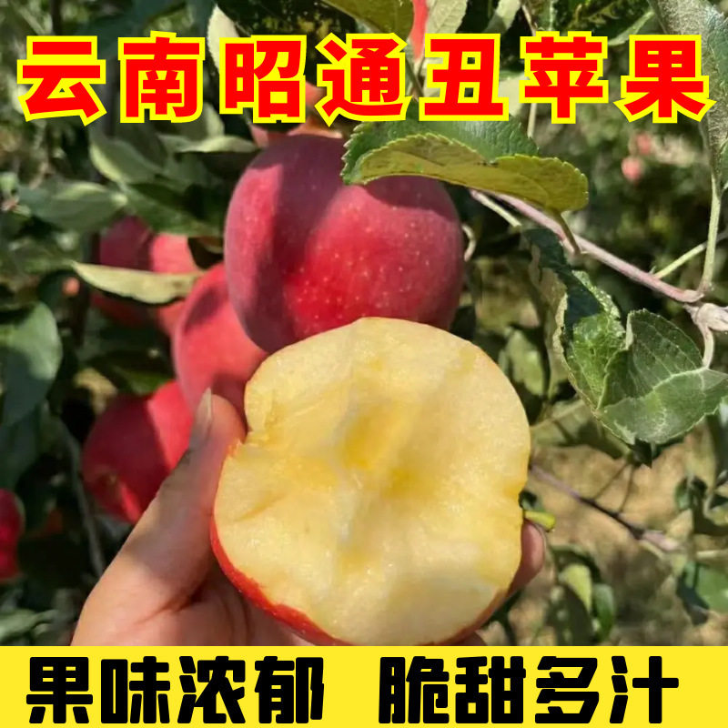 云南昭通冰糖心丑苹果基地直销新鲜水果当季大凉山整箱5斤包邮,水产肉类/新鲜蔬果/熟食,苹果,淘宝优惠券,粉丝福利购,淘宝优惠卷