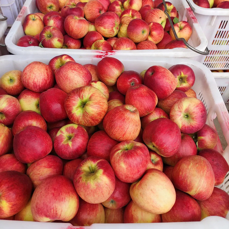 云南昭通丑苹果当季苹果包邮产地直发新鲜丑苹果,水产肉类/新鲜蔬果/熟食,苹果,淘宝优惠券,粉丝福利购,淘宝优惠卷