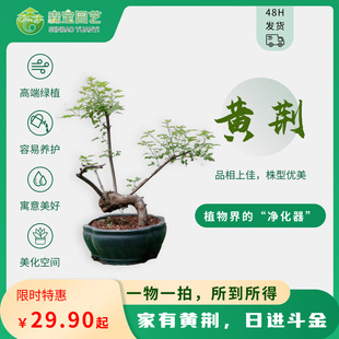 黄荆盆景树桩室内盆栽绿植阳台庭院植物南北可种室内公室植物