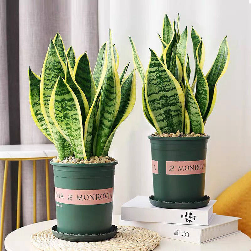 新款虎皮兰虎尾兰老虎尾植物花卉大全剑兰七星剑虎皮兰直供