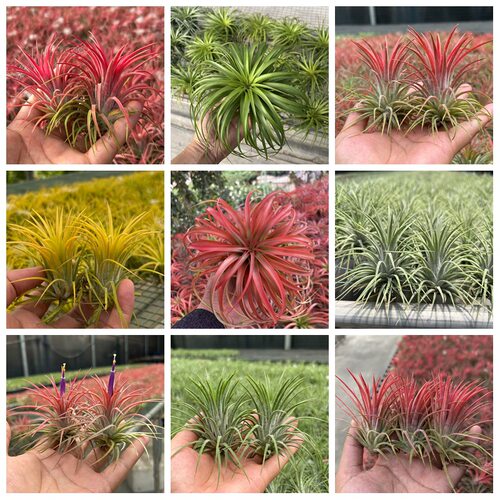 植的欢喜空气凤梨四季好养