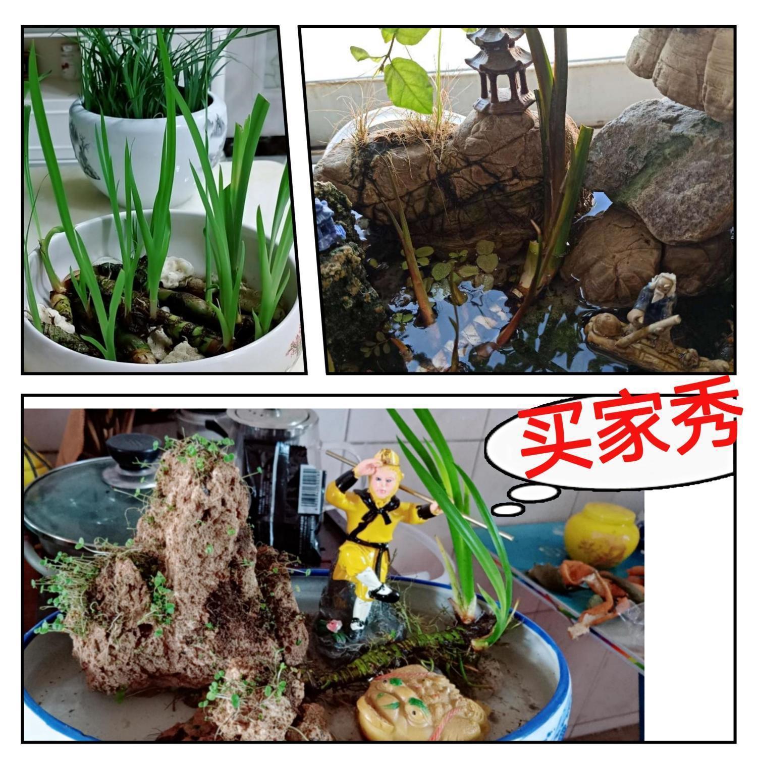 速发龙根菖蒲草盆栽易养活室内外水培植物养鱼缸龟景观绿植办公室