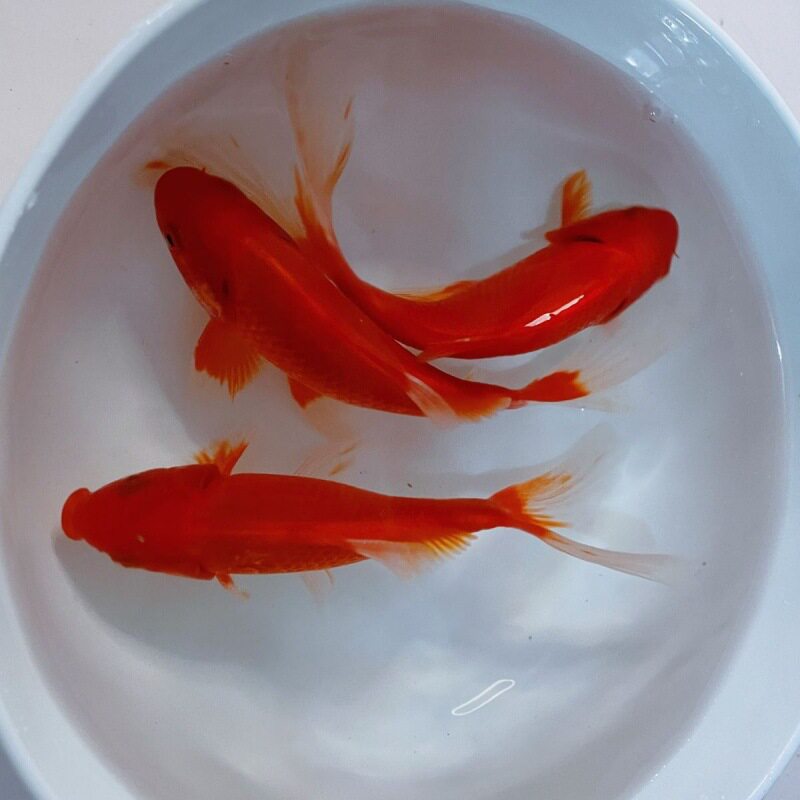 新款红草金鱼鱼苗大尾巴宠物小观赏鱼锦鲫冷水鱼好养耐活鱼苗练手