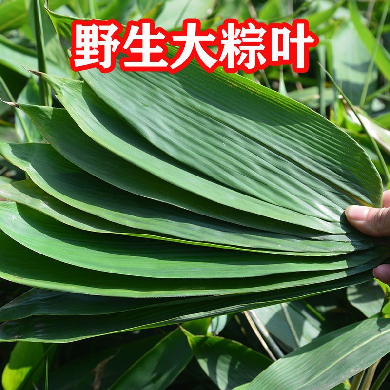热销粽叶新鲜野生粽子现摘箬包粽子叶子真空包装特大免邮热独立站
