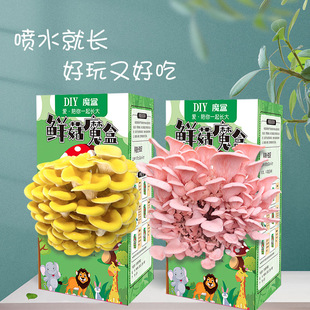 D鲜菇蘑盒平菇菌包蘑菇盒子种植菌包阳台趣味盒装diy儿童礼物
