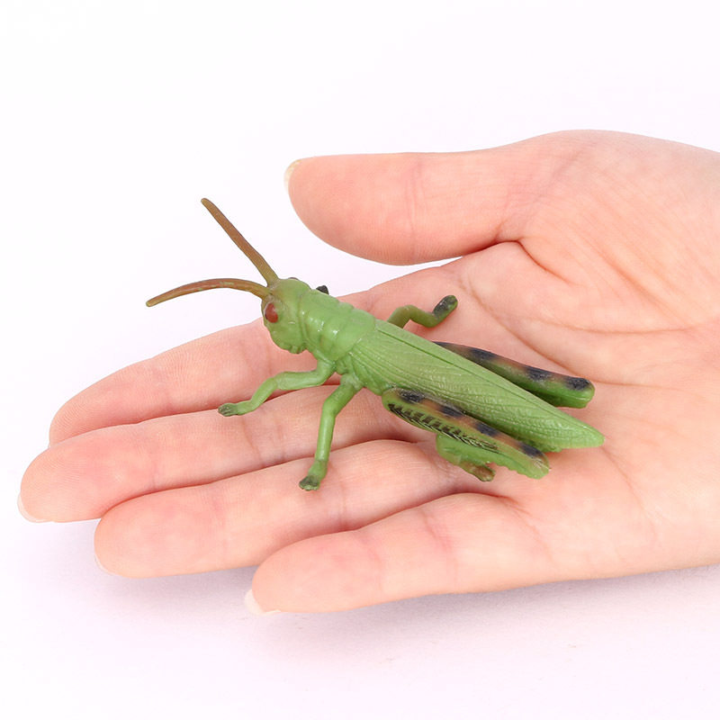蚱蜢模型仿真昆虫动物蝗虫蚱蜢蚂蚱草蜢儿童科教认知玩具摆件