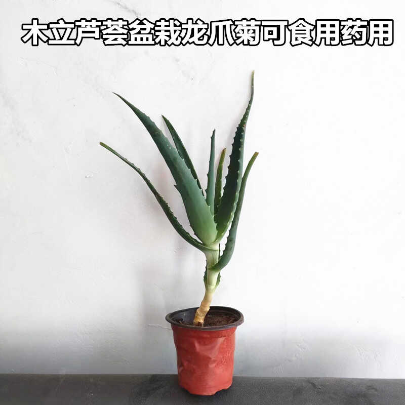 日本木立芦荟盆栽龙爪菊花可食用药用芦荟苗多肉植物新鲜叶片美容