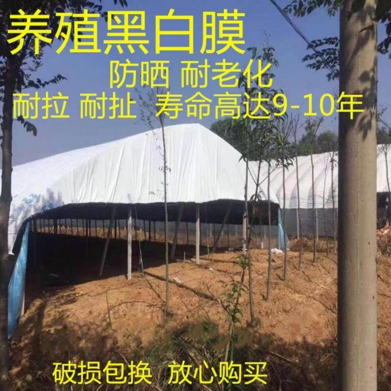 加厚大棚膜黑白膜防晒膜青储膜养殖膜乳白膜隔热降温食用菌绿白膜