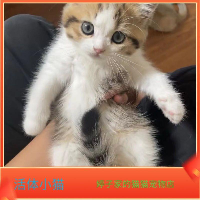 猫咪真猫幼猫猫咪活体宠物猫蓝白猫小奶猫中华田园猫橘白猫猫短毛