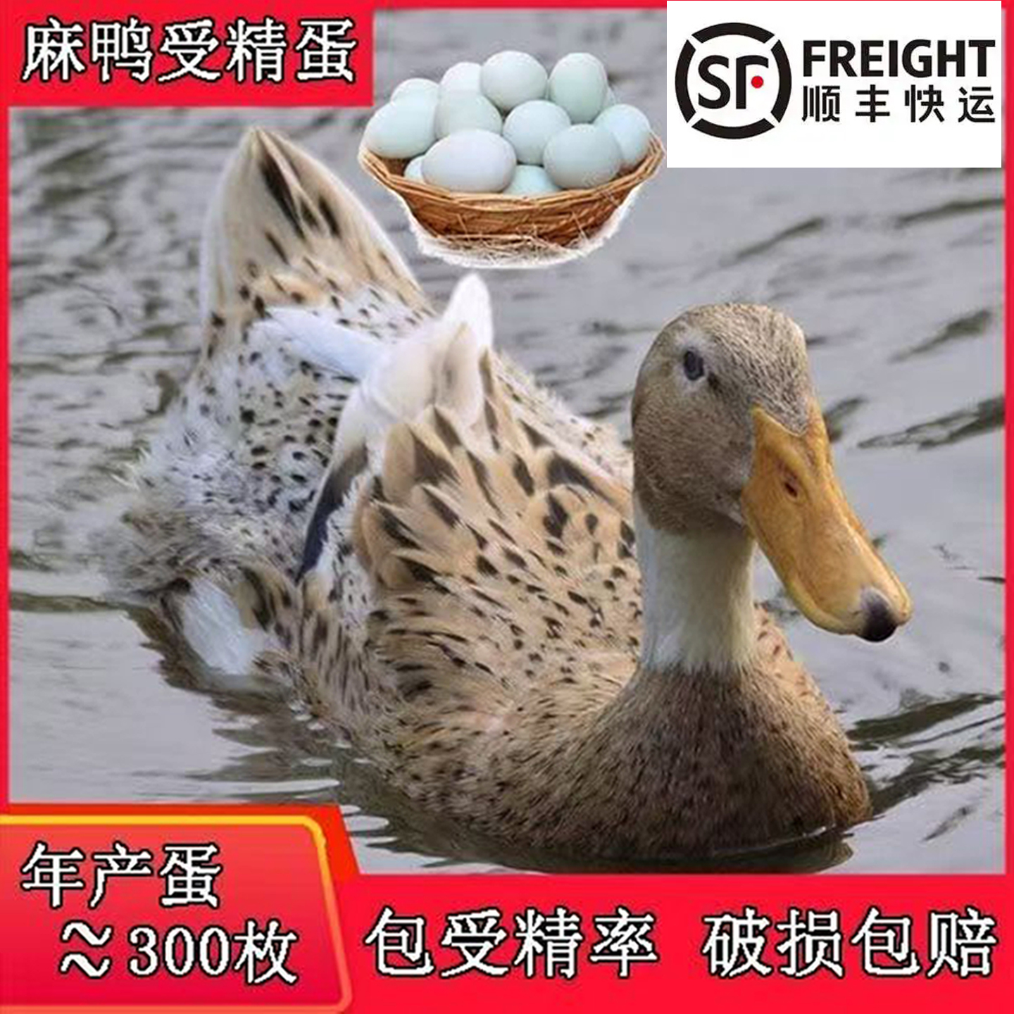 正宗散养金定麻鸭种蛋可孵化土鸭小黑鸭宠物鸭受精蛋绿壳鸭蛋鸭苗