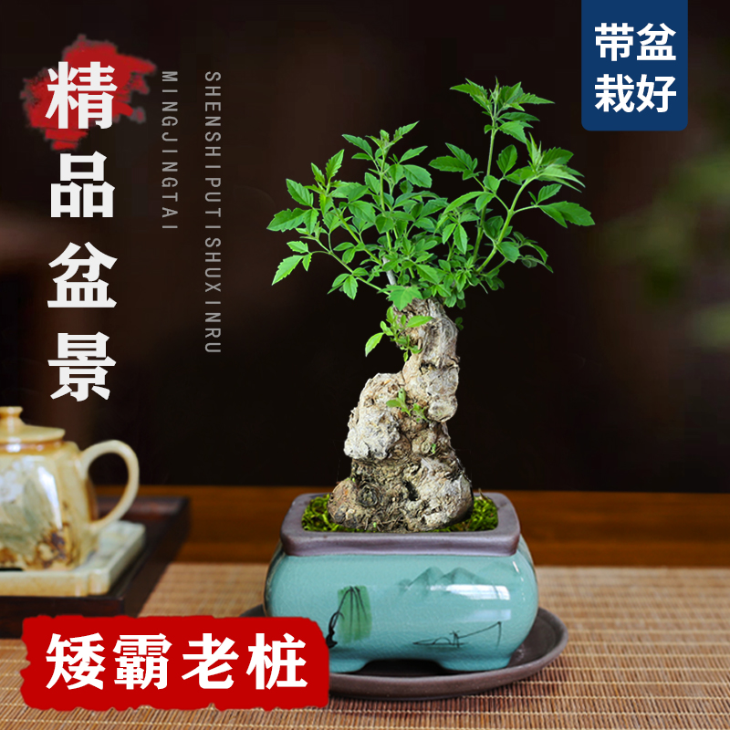 黄荆小老桩微型舍利碳化黄荆疙瘩办公室茶桌禅意盆景书房趣味植物