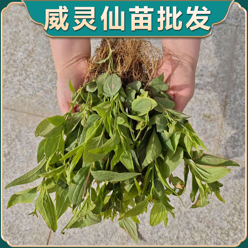 威灵仙中药材苗铁脚铁线莲多年生百草园学生研学中草药苗好种易活