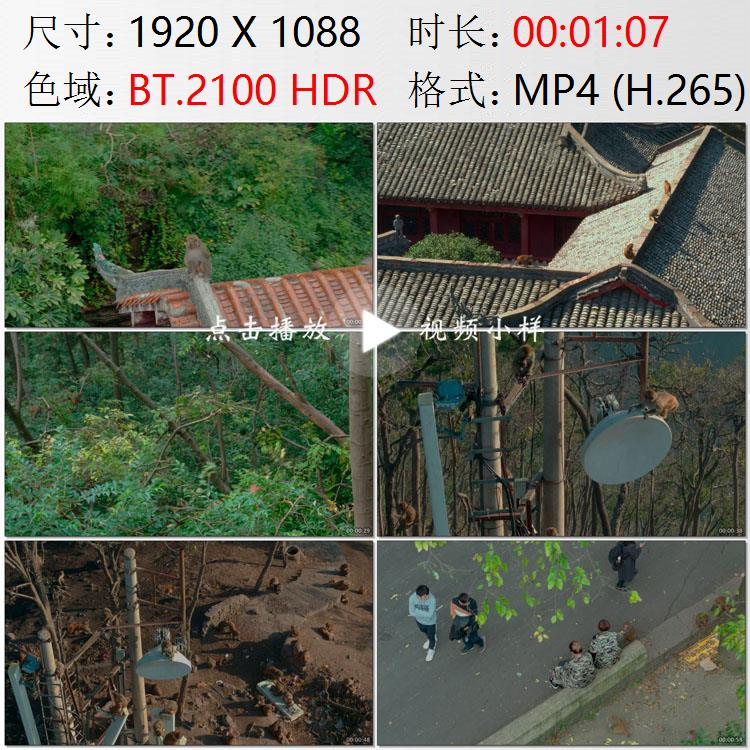航拍贵州贵阳黔灵山公园猕猴群与人类和谐相处高清实拍视频素材