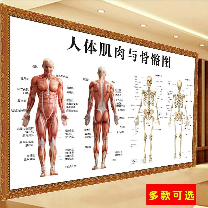人体肌肉与骨骼示意图人体内脏结构图椎骨脊柱关节分解图海报kt板