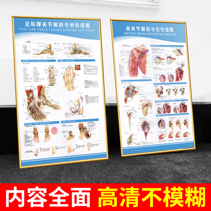 医学解剖挂图示意图医院人体关节手足结构运动康复宣传画骨科贴纸