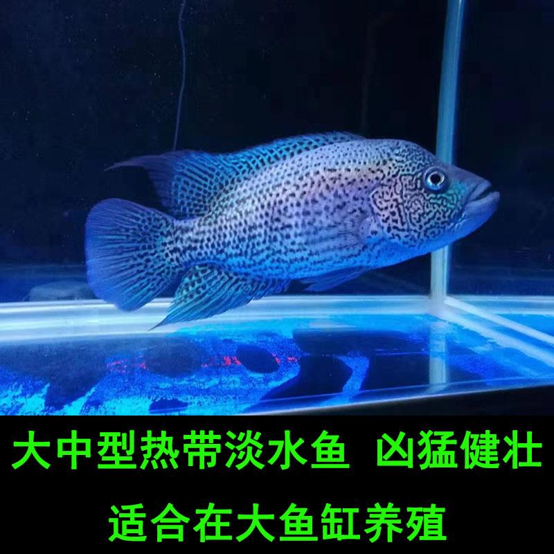2025食肉鱼观赏鱼道氏火口大形热带鱼大鱼苗美鲷室内狼鲷耐活混养