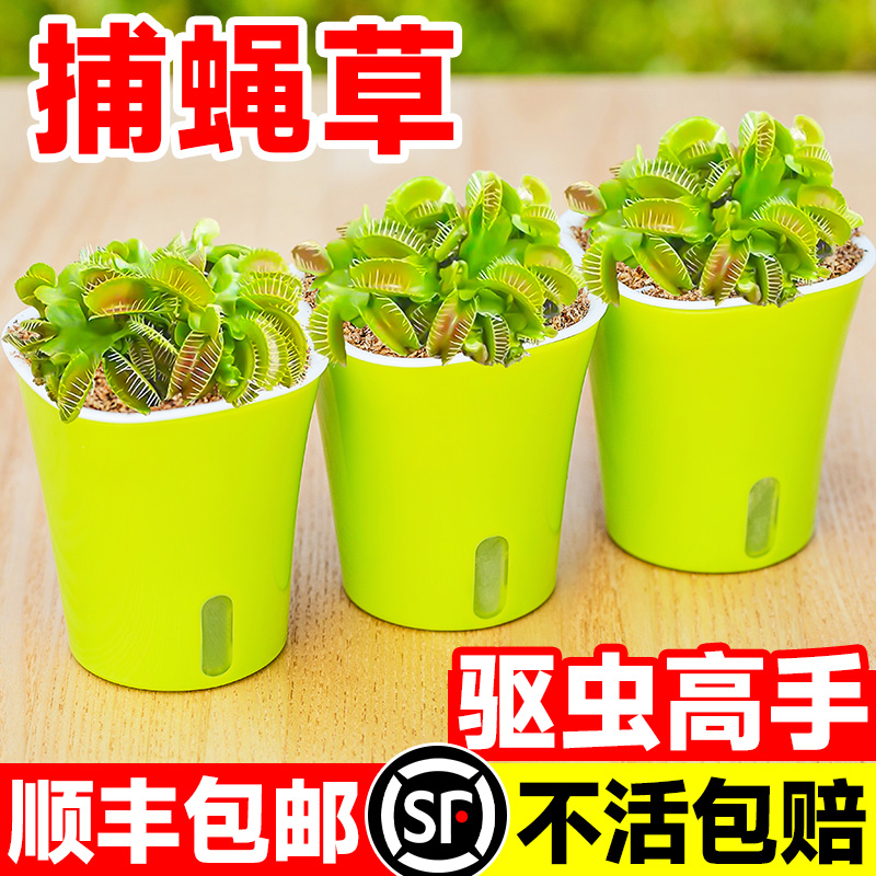 超大捕蝇草盆栽猪笼草茅膏菜食虫绿植物水培趣味驱蚊食人花捕虫草