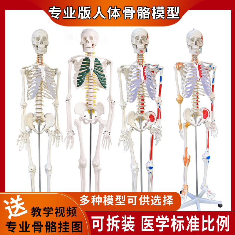人体脊椎骨架结构拆卸医用骨头全身骨骼小白肌肉解剖模型教具摆件