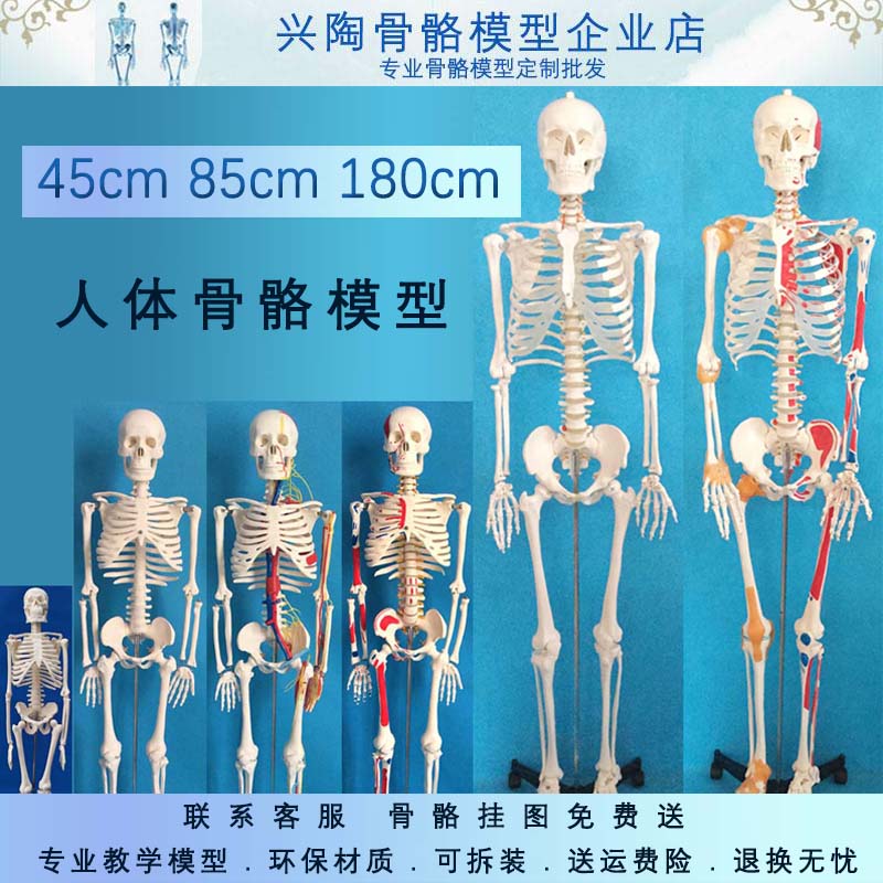 45 85  170cm人体骨骼模型美术瑜伽教学摆件小白骷髅全身脊椎骨架