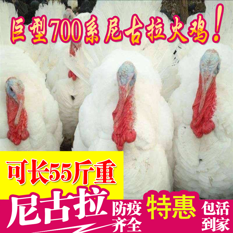 半斤一斤火鸡活苗巨型尼古拉火鸡青铜火鸡苗幼苗小苗火鸡崽仔包活