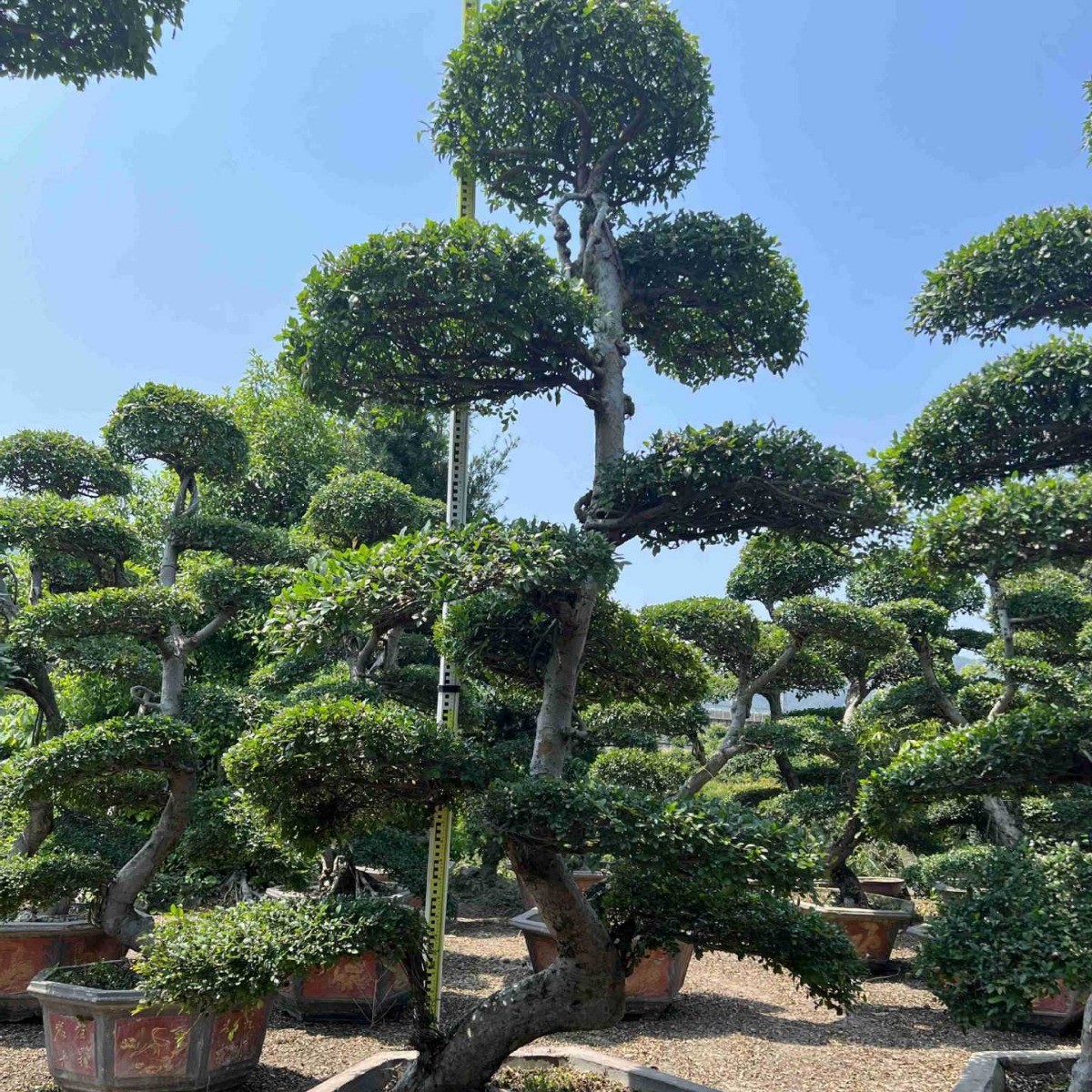 江苏供应古桩榔榆基地榆树桩头价格造型榆树桩榆树盆景批发