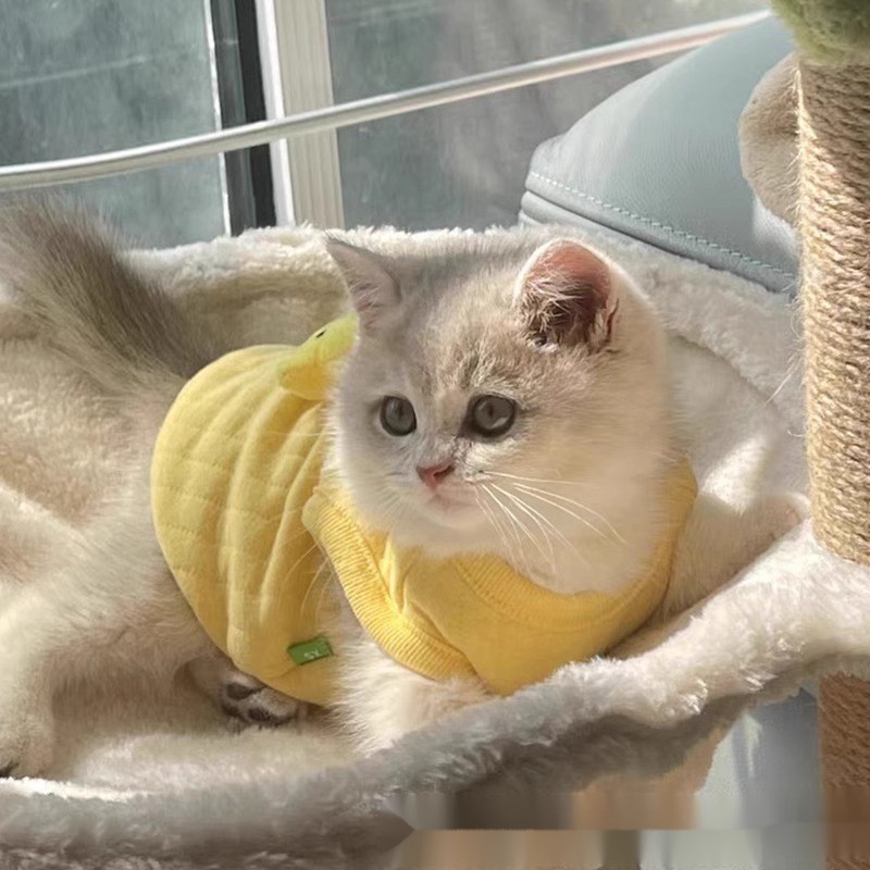 现货速发可爱的超小体幼猫幼犬衣服泰迪小狗茶杯犬满月秋冬奶狗奶
