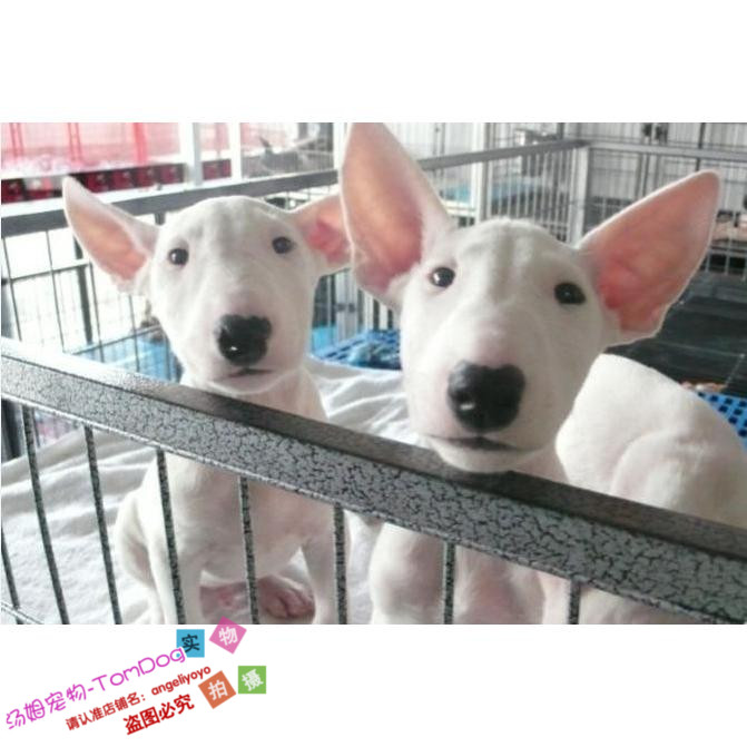 赛级纯种牛头梗幼犬活体迷你纯白斗牛梗犬孙红雷同款宠物狗出售y