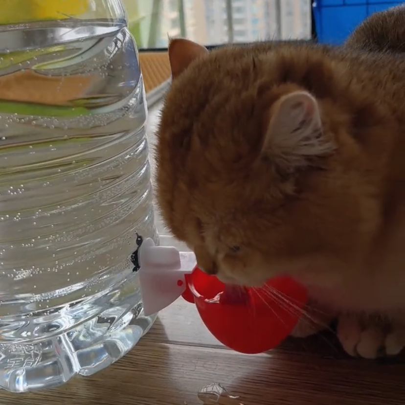 宠物饮水碗自动饮水器喂水器自制饮水机加厚简易家禽猫狗