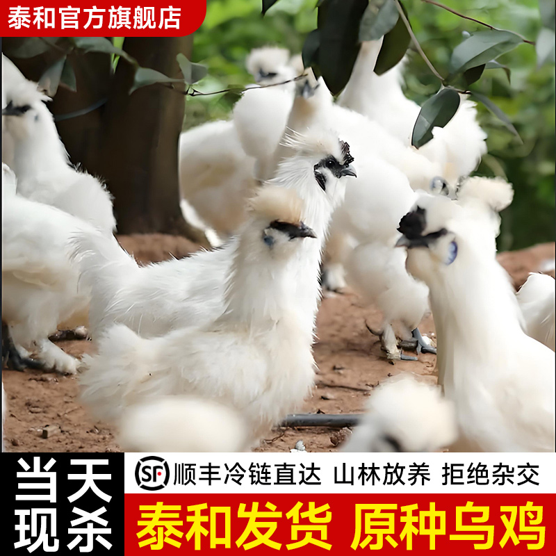 泰和原种乌鸡新鲜现杀土鸡农家散养老母鸡公鸡活鸡整只正宗乌骨鸡