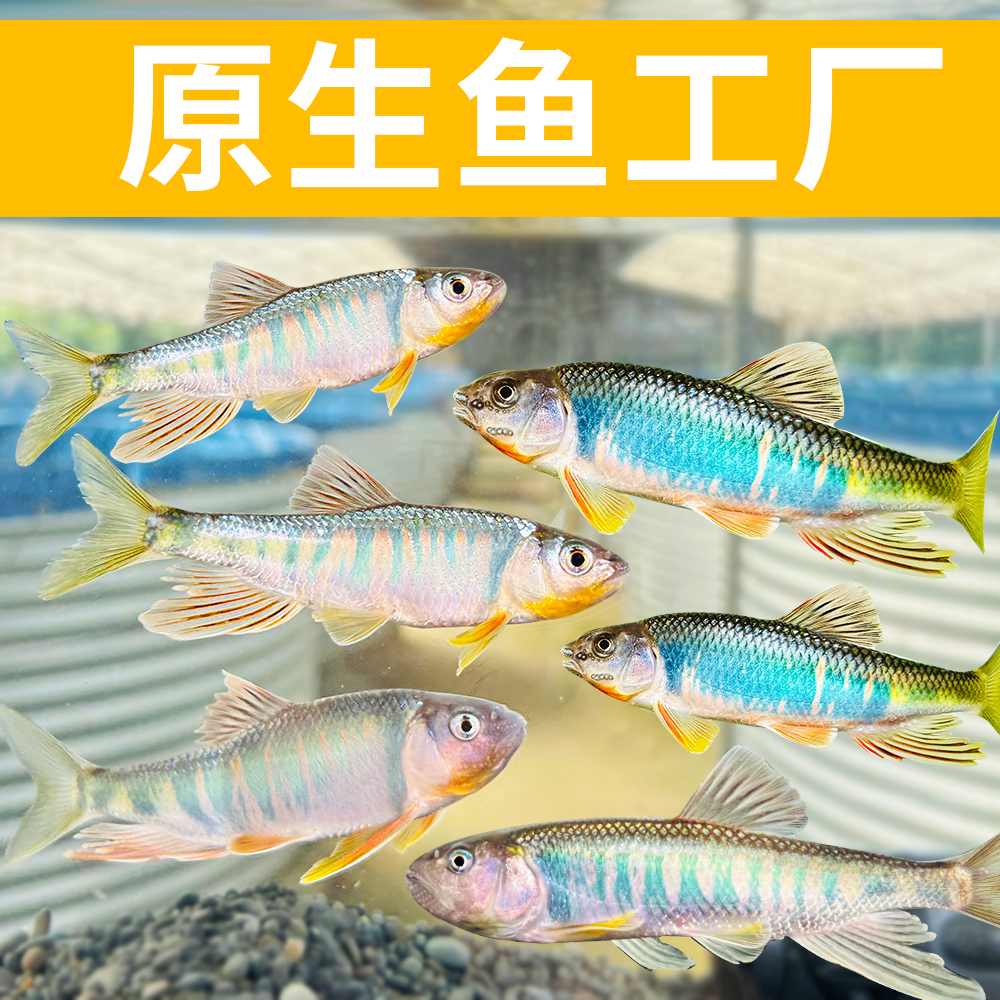 原生鱼类高长鳍鱲溪石斑宽鳍鱲马口鱼鳑鲏冷水鱼溪流缸观赏鱼好养
