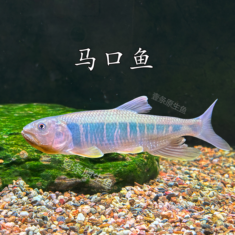马口鱲原生鱼马口鱼大彩马发色鱼溪流缸好养耐活观赏鱼淡水鱼活体